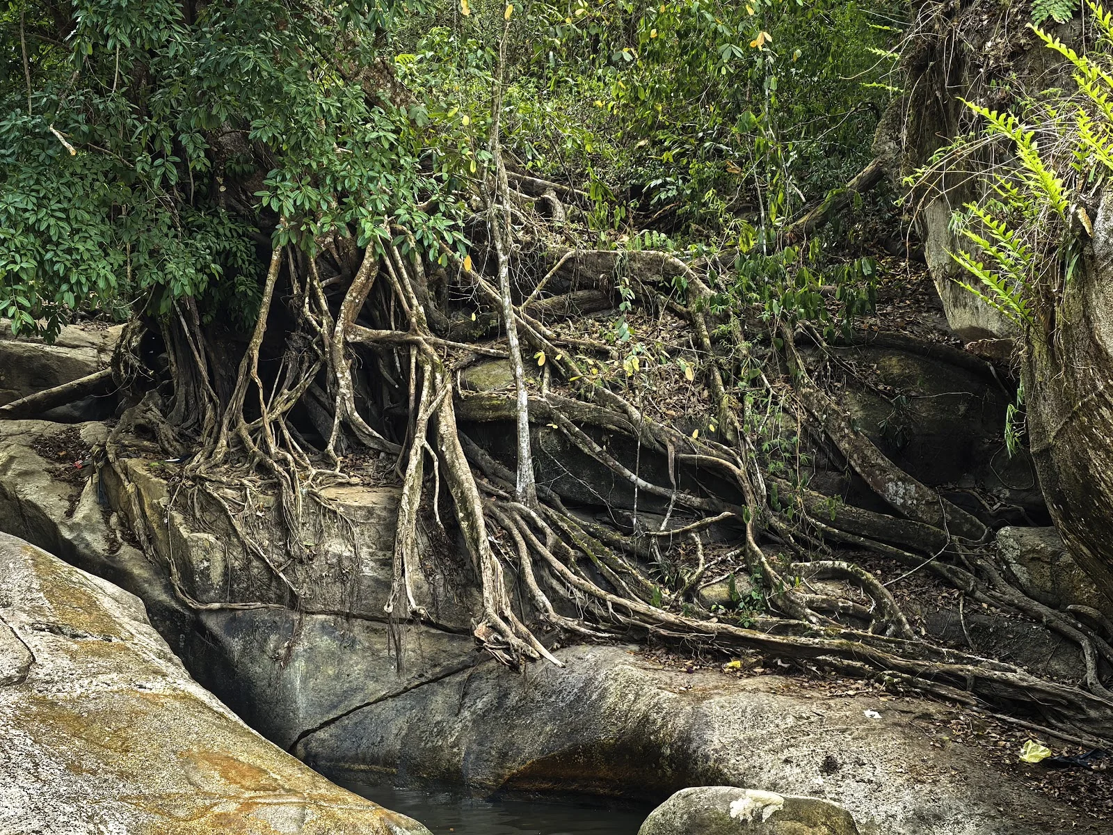 Hutan Lipur Puncak Janing