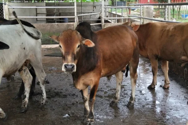 Annur Agro Farm