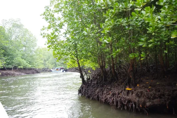 Mangrove Walk Kilim