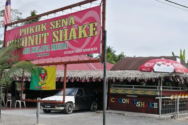 Pokok Sena Coconut Shake