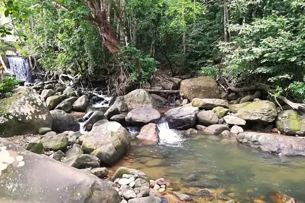 Hutan Lipur Tupah