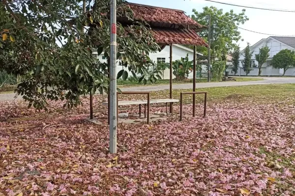 Pokok Tecoma Taman Makmur