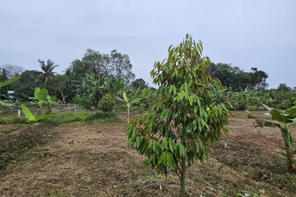 Kebun Pak Teh
