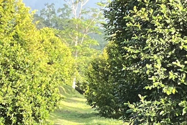 Dusun Miwan