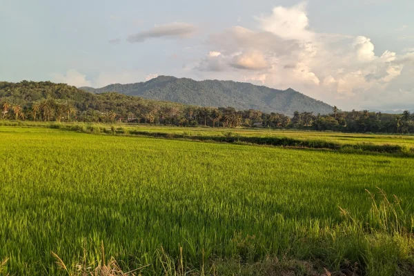 Gunung Pulai