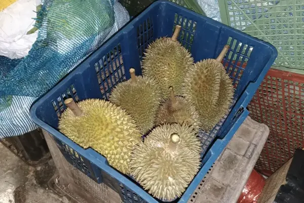 Pusat Kelulut Merbok