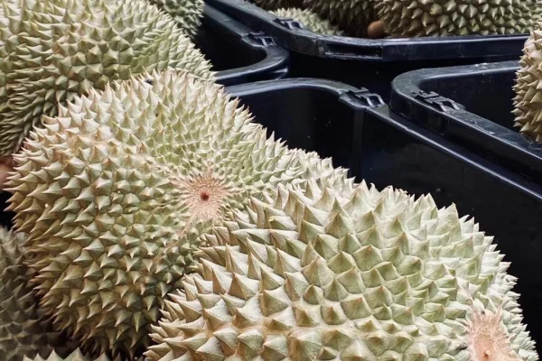 Ladang Durian Hwa Seng