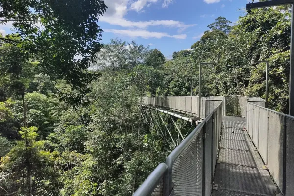 Tree Top Walk Sungai Sedim