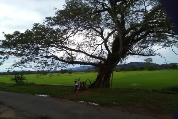 Senara View