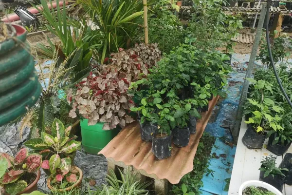 Taman Wan