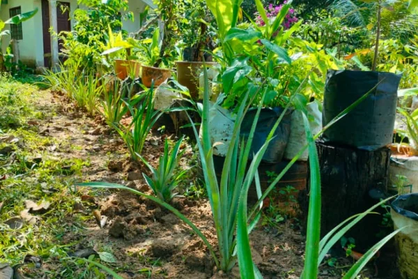 Kebun Tok Wan