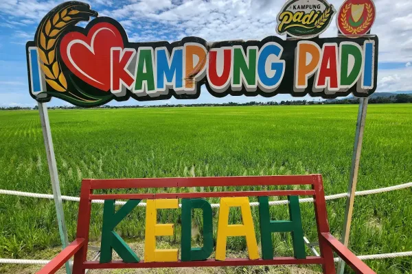 Kampung Padi Sungai Petani
