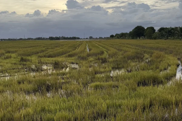 Spot Foto Sawah Padi