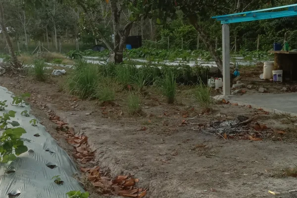 Rumah Dalam Kebun