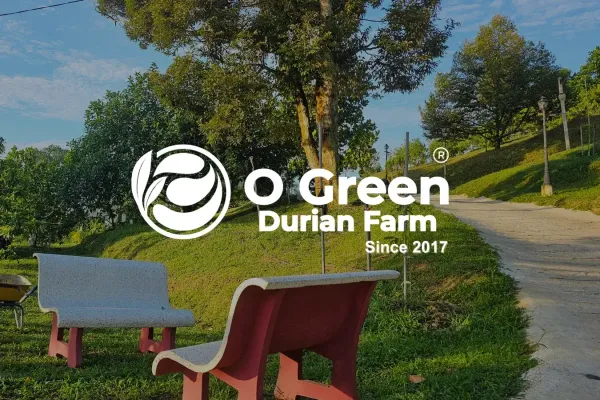 Ladang Durian O Green