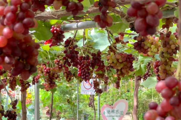 Ladang Buah Uniq