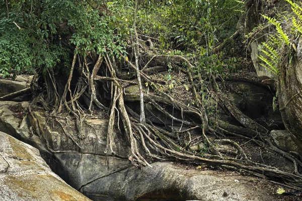 Hutan Lipur Puncak Janing #2