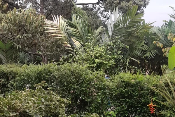 Nashirawang Green