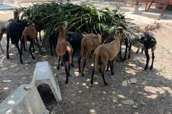 Kambing Tepi Bendang