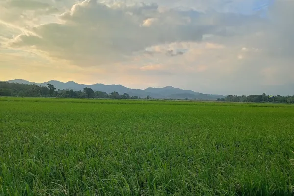 Kampung Pong