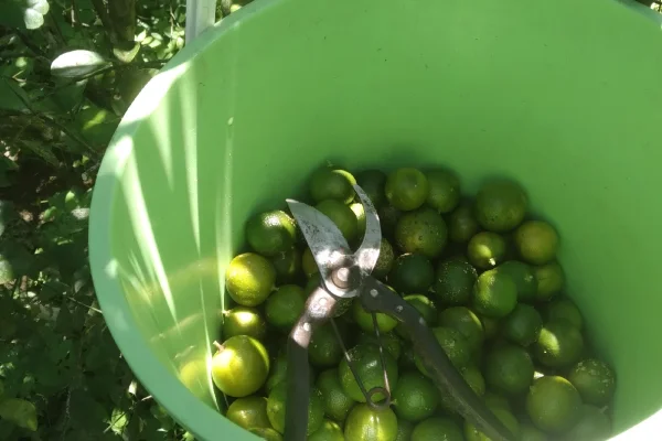 Kebun Limau Agro Cikgu Ibrahim